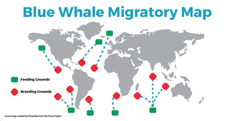 Migration pattern of blue whales - Wild Voyager - muktibox.com