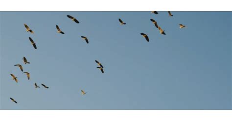 Migratory Birds - U.S. Fish & Wildlife Service - wintechmobiles.com