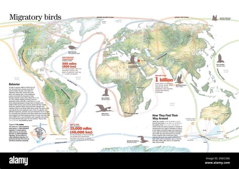 Migratory Routes and Patterns - Birdfact - muktibox.com