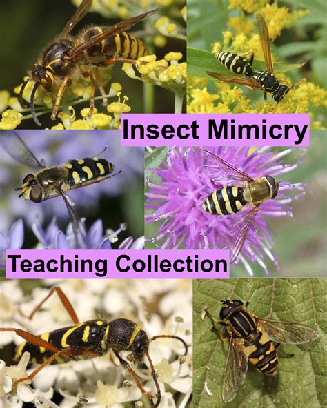 Mimicry | Definition, Biology, Types & Examples | Britannica - muktibox.com