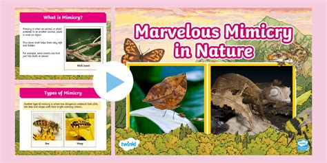 Mimicry in Nature - Wildlife SOS - muktibox.com