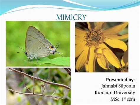 Mimicry - muktibox.com
