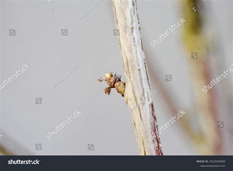 Mimicry royalty-free images - Shutterstock - muktibox.com