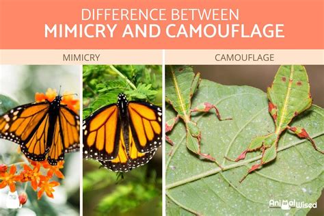 Mimicry vs. Camouflage - Definition, Characteristics, … - muktibox.com