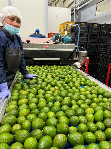 Mindanao Eyes Largescale Production of Avocado and Jackfruit - raincitystudios.com