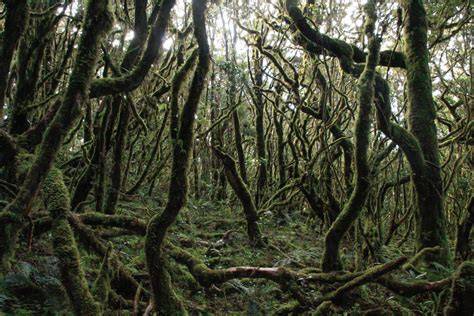 Mindanao montane rainforests - ecoxplore - raincitystudios.com