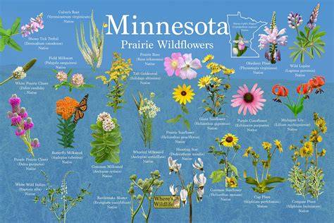 Minnesota Wildflowers - raincitystudios.com