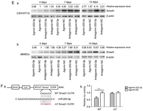 MIR-203A-3P AND MMP-2 PROTEINS ARE HIGHLY EXPRESSED IN …