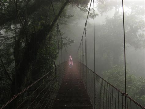 Mist and Mystery: Famous Cloud Forests Around the … - raincitystudios.com