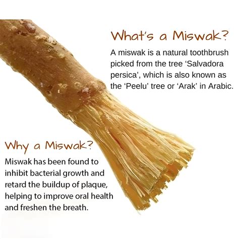 Miswaak - The Natural Toothbrush Tree of Arabia - wintechmobiles.com