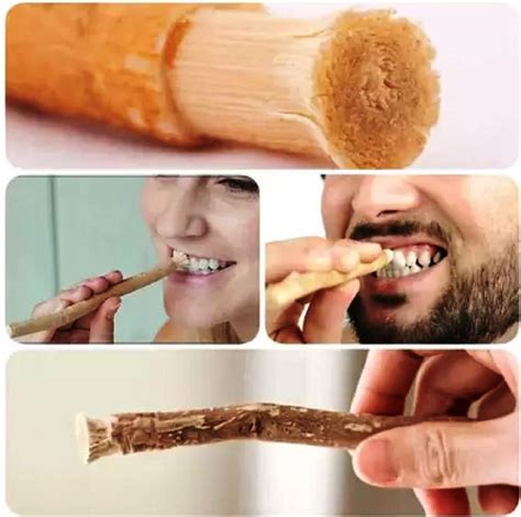 Miswak (chewing stick): a cultural and scientific heritage | Faculty ... - wintechmobiles.com