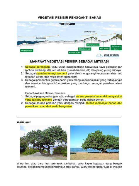 Mitigasi Berbasis Vegetasi untuk Redam Tsunami - raincitystudios.com