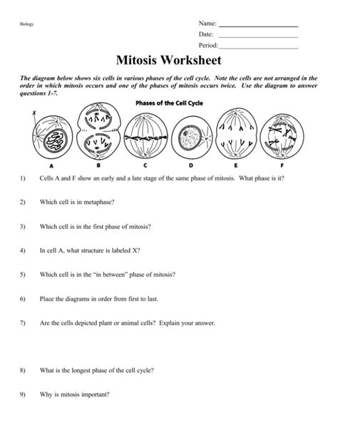 MITOSIS WORKSHEET