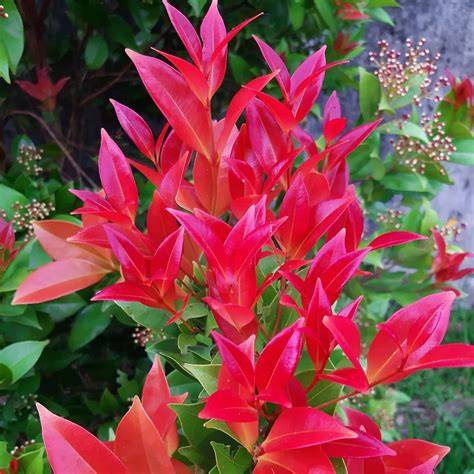 MITU Syzygium Myrtifolium Outdoor Ornamental Plants (Healthy - raincitystudios.com