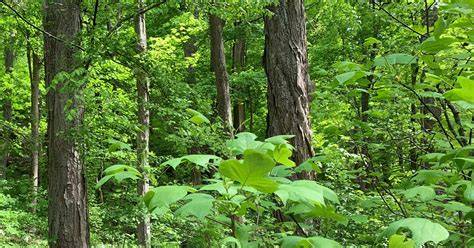 Mixed evergreen and deciduous forests boost local climate resilience ... - raincitystudios.com