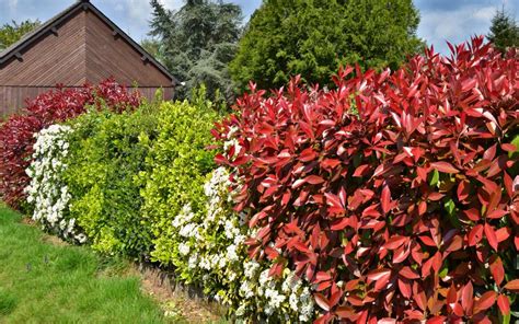 Mixed Hedges Ideas - Best Plants for Mixed Privacy Hedge | Treeworld ... - raincitystudios.com