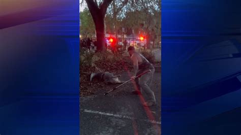 MMA fighter wrangles with alligator found near elementary school in Jacksonville