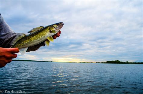 MN DNR Announces Upper Red Lake Walleye Limits For Open Water