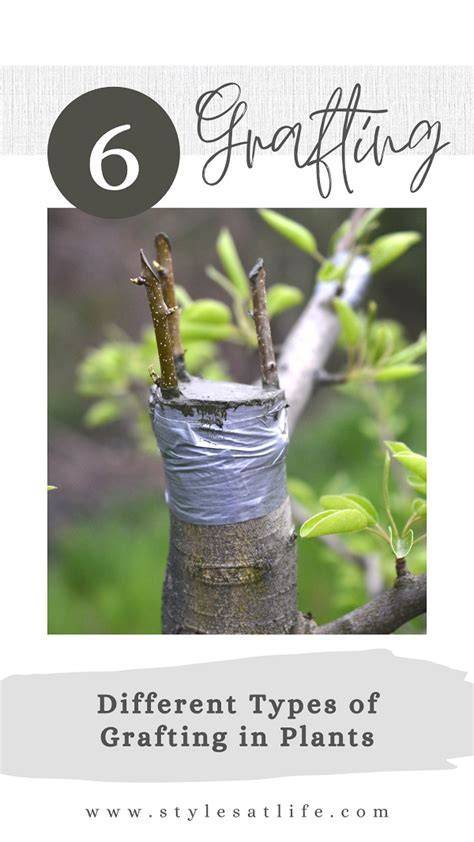 Modern and historical uses of plant grafting to engineer … - raincitystudios.com