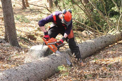 Modern sustainable logging techniques for minimizing ecological impact - raincitystudios.com