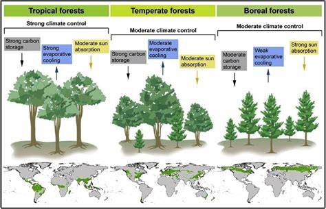 Moist Tropical Forests: Structure, Function and Management - EOLSS - raincitystudios.com