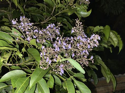Molave (Vitex pinnata) | ITTO - raincitystudios.com
