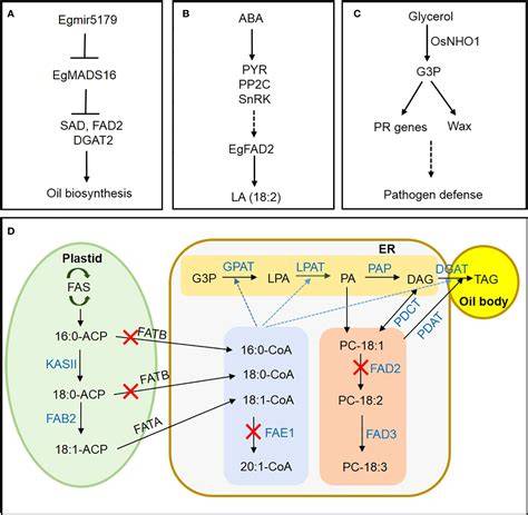 Molecular basis of fatty acid composition diversity in different ... - raincitystudios.com