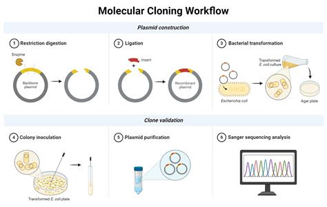 Molecular Cloning - muktibox.com