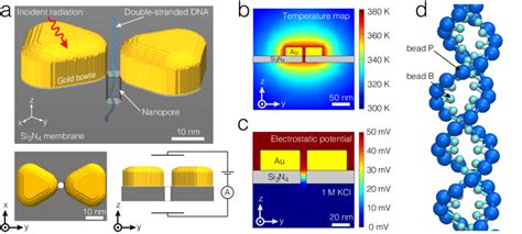 Molecular Dynamics Simulation of DNA Translocation Through Solid … - wintechmobiles.com