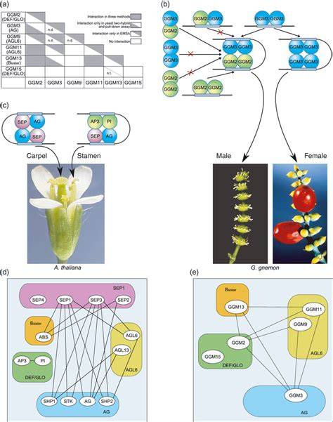 Molecular interactions of orthologues of floral homeotic proteins from ... - raincitystudios.com