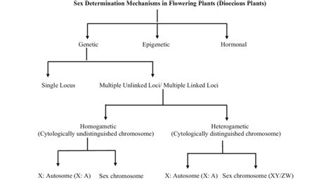 Molecular Mechanisms of Sex Determination in Monoecious and Dioecious ... - muktibox.com