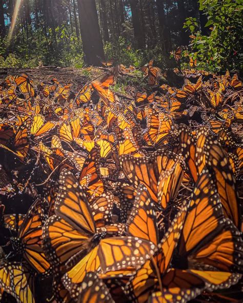 Monarch Butterfly Migration and Overwintering - US … - raincitystudios.com