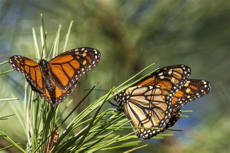 MONARCHS RETURN TO PACIFIC GROVE – Chicago Tribune