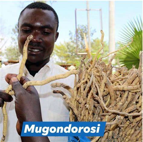 Mondia whitei, a medicinal plant from Africa with aphrodisiac and ... - raincitystudios.com