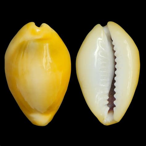 Monetaria moneta - wintechmobiles.com