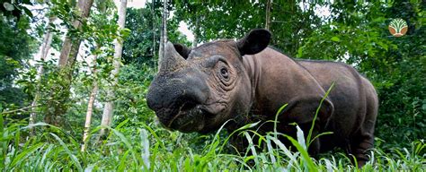 Monitoring and protecting Javan and Sumatran rhinos … - raincitystudios.com