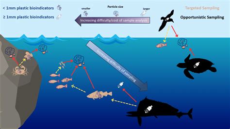 Monitoring plastic pollution using bioindicators: a global review and ... - raincitystudios.com