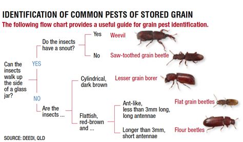 Monitoring stored grain for insect pest infestations - coolestguyplanet.net