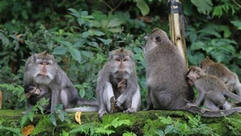Monkey Forest Menjaga Kelestarian Alam Sekaligus - raincitystudios.com