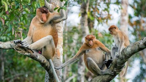 Monkeys: Facts about the largest group of primates - muktibox.com