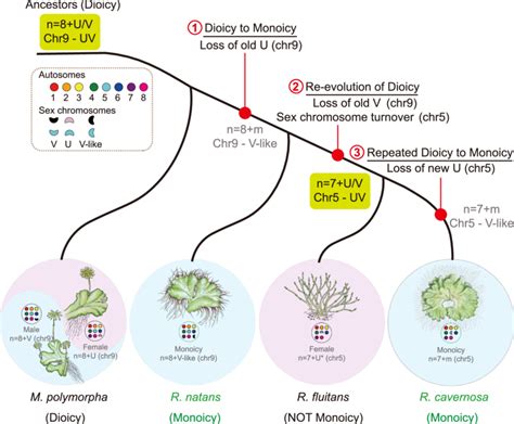 Monoicy - muktibox.com