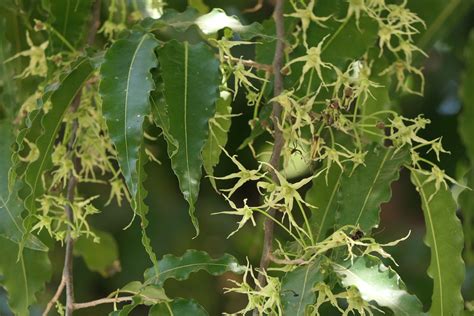 Monoon longifolium Synonym:... - GDC Surankote Official - raincitystudios.com