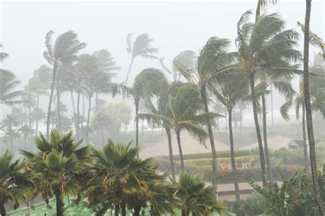 Monsoon Climate | Monsoon Forests - PMF IAS - muktibox.com