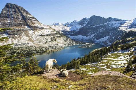 Montana's Ecosystems - Institute on Ecosystems - raincitystudios.com