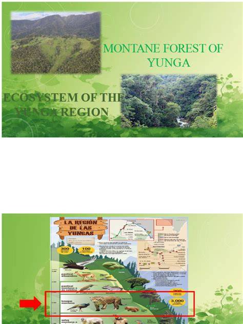 Montane ecosystem - raincitystudios.com