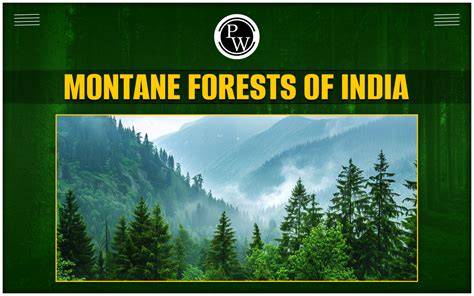 Montane forest - Animalia - raincitystudios.com