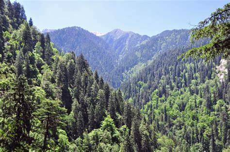 Montane Forest Vegetation in the Southwest - U.S. - raincitystudios.com