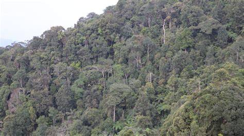 Montane forests | Forestry | Research Starters - EBSCO - raincitystudios.com