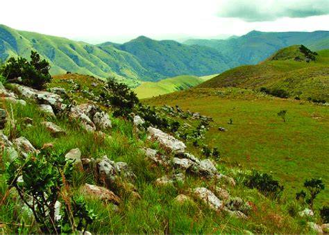 Montane Grassland And Shrubland - Soil Learning Center - raincitystudios.com