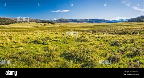 Montane Grasslands & Shrublands - One Earth - raincitystudios.com